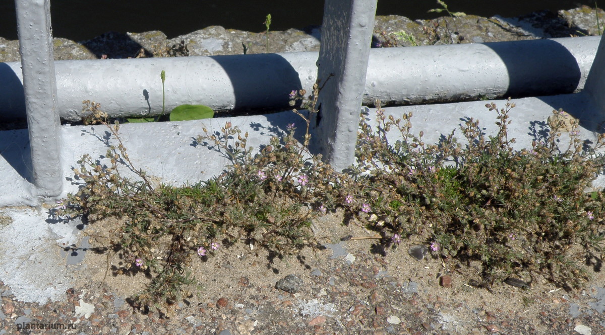 Image of Spergularia rubra specimen.