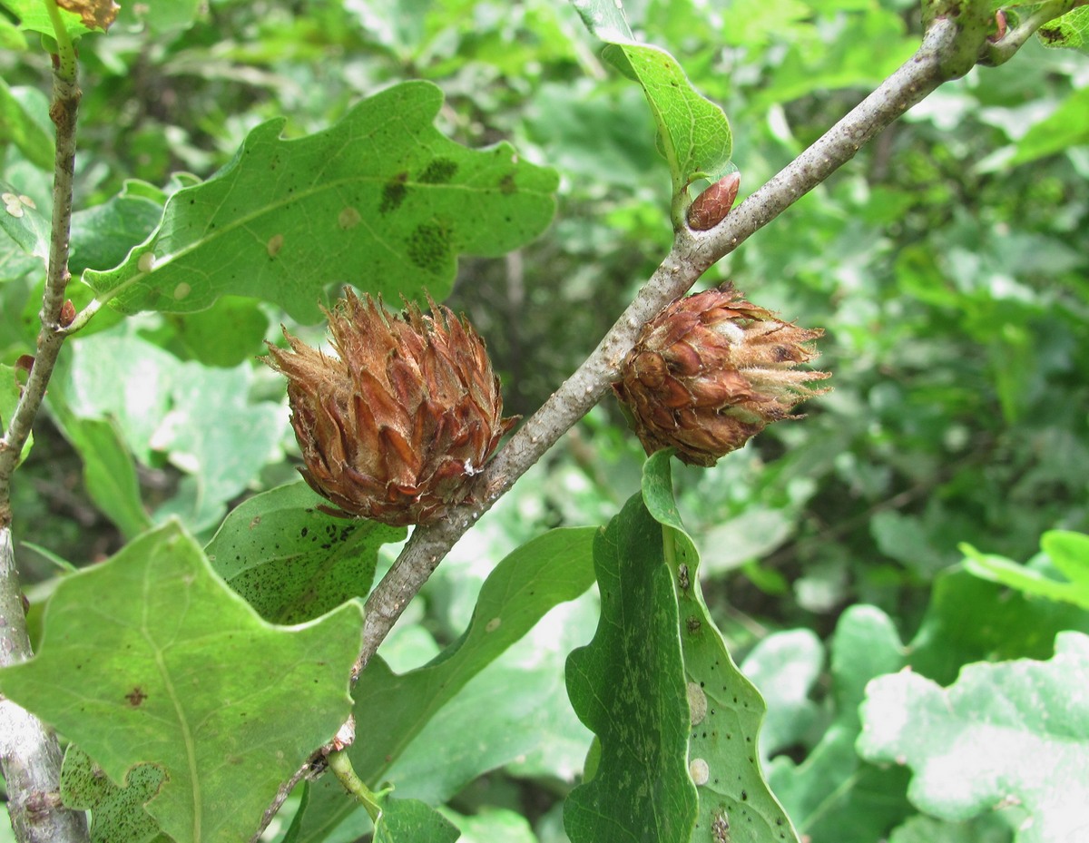 Изображение особи Quercus robur.