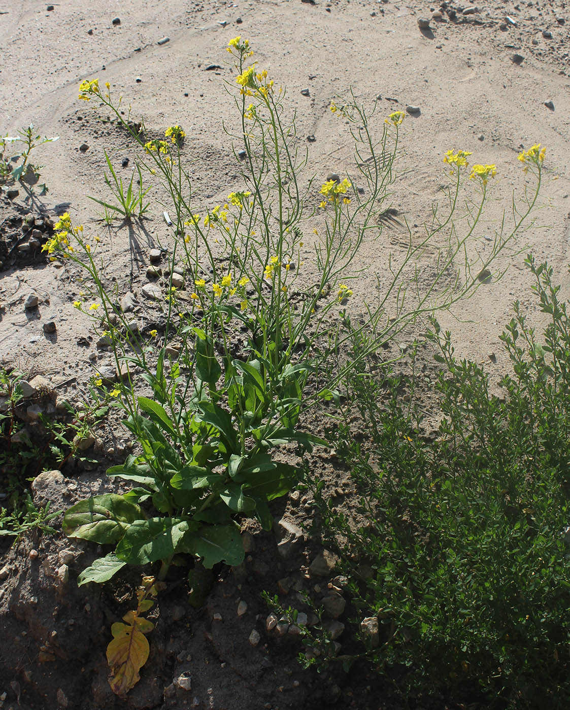 Изображение особи Brassica campestris.