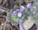 Lamium amplexicaule