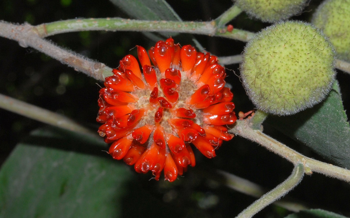 Image of Broussonetia papyrifera specimen.