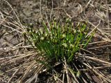 Trichophorum cespitosum subspecies germanicum. Цветущее растение. Нидерланды, провинция Drenthe, национальный парк Drentsche Aa, Balloërveld, заболоченное понижение среди верещатника. 25 апреля 2010 г.