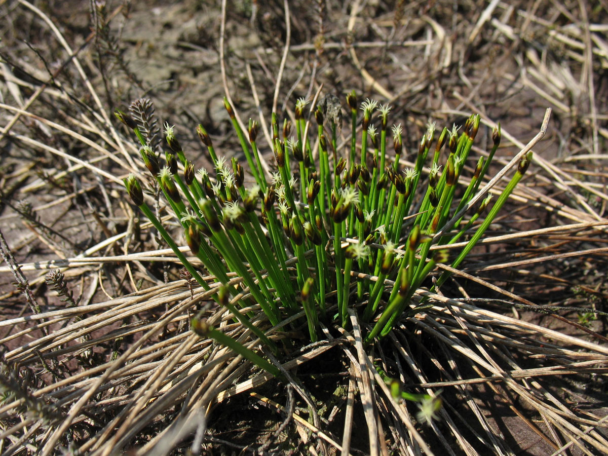 Изображение особи Trichophorum cespitosum ssp. germanicum.