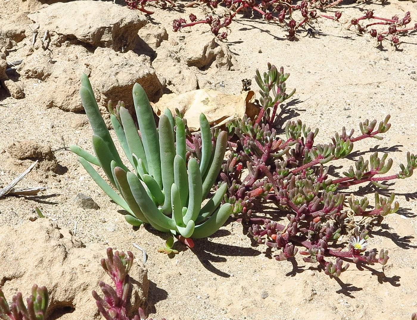 Изображение особи семейство Aizoaceae.