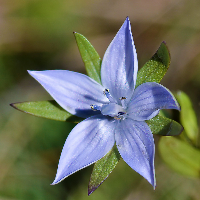 Изображение особи Lomatogonium carinthiacum.