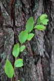 Ulmus pumila