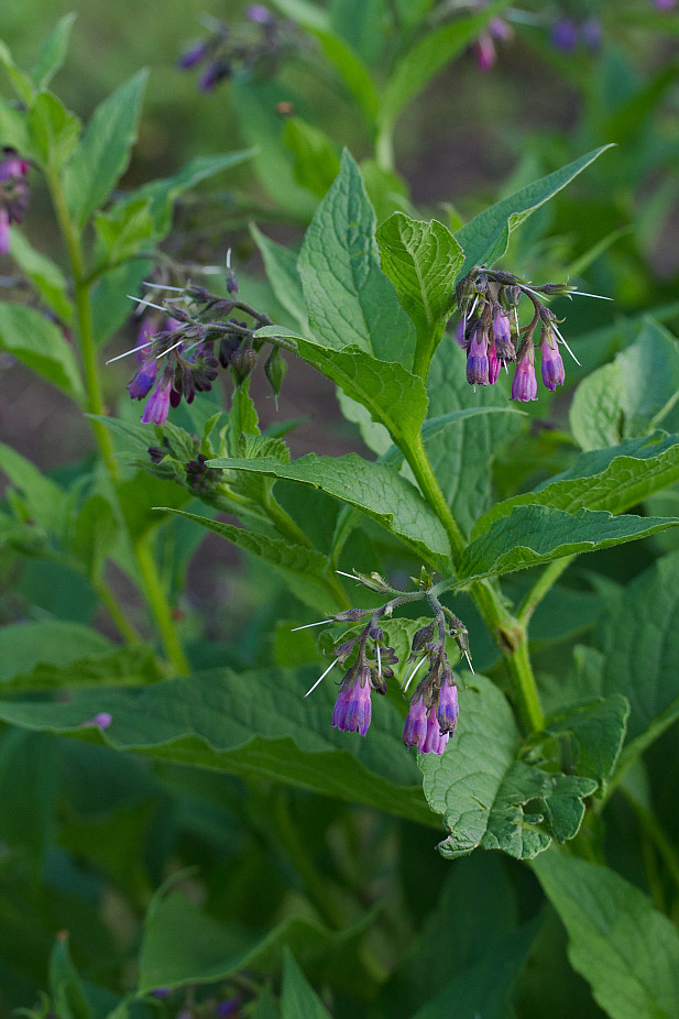 Изображение особи Symphytum officinale.