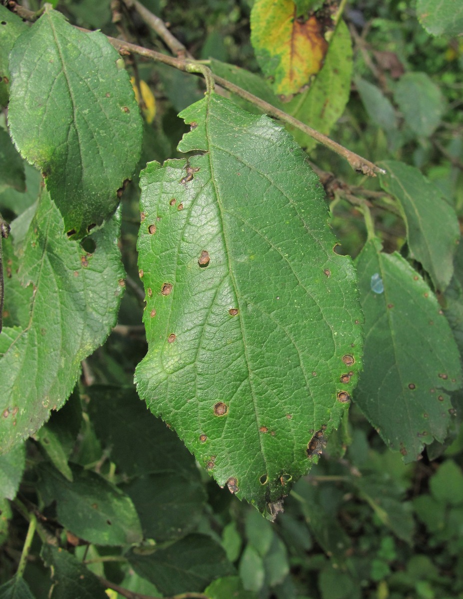 Image of Prunus domestica specimen.