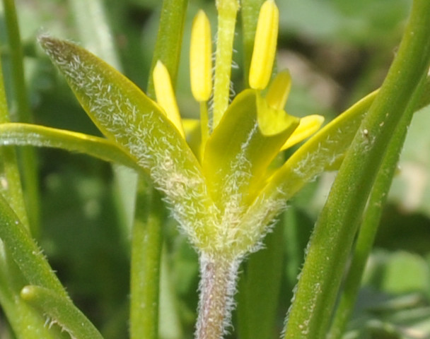 Image of genus Gagea specimen.
