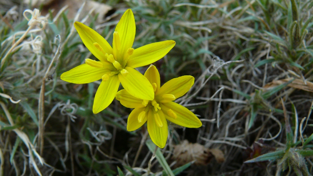 Image of Gagea pauciflora specimen.