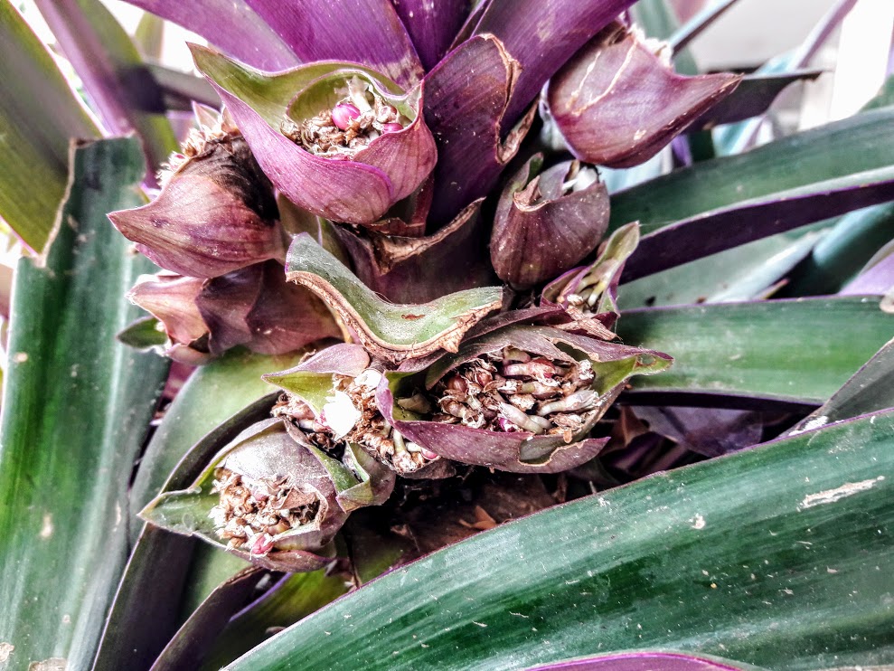 Изображение особи Rhoeo spathacea.