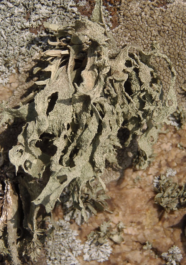 Image of division Ascomycota specimen.