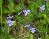 Veronica krylovii