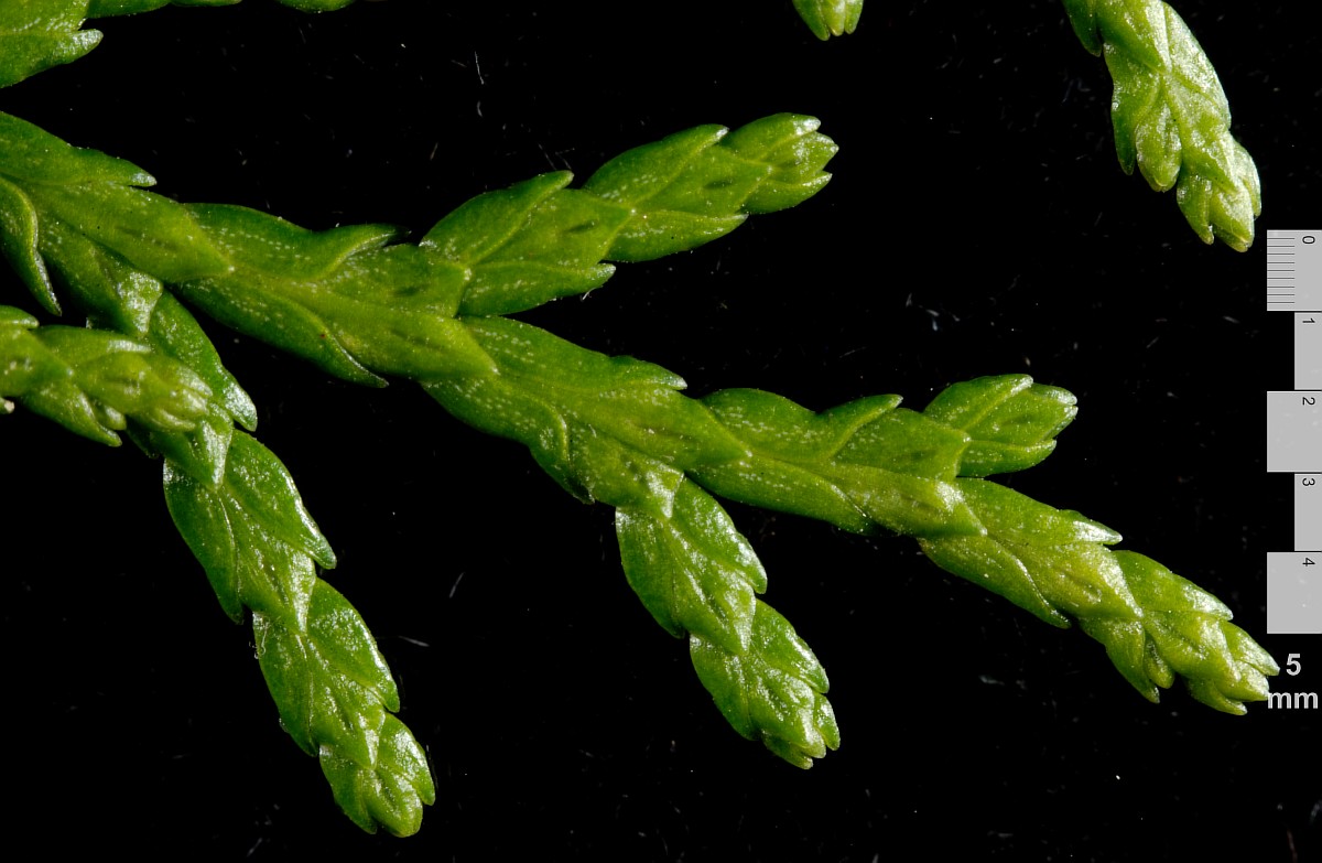 Image of Platycladus orientalis specimen.