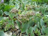 Mertensia maritima