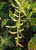 Centaurea adpressa