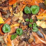 Cyclamen coum