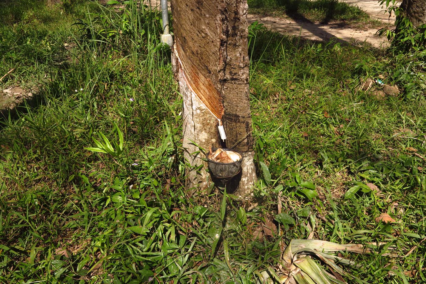 Изображение особи Hevea brasiliensis.