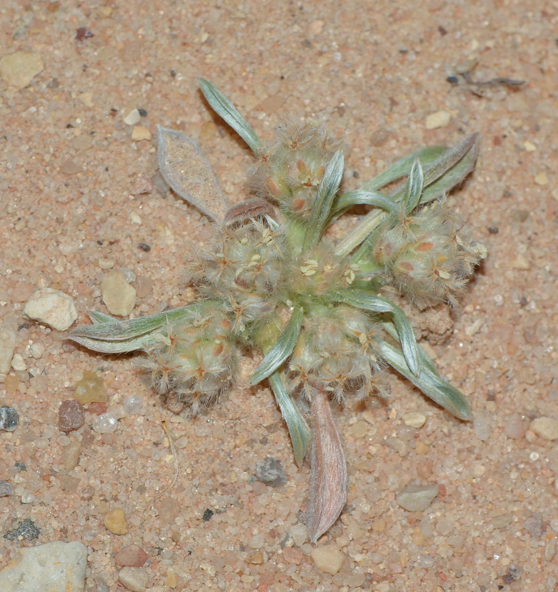 Изображение особи Plantago ciliata.