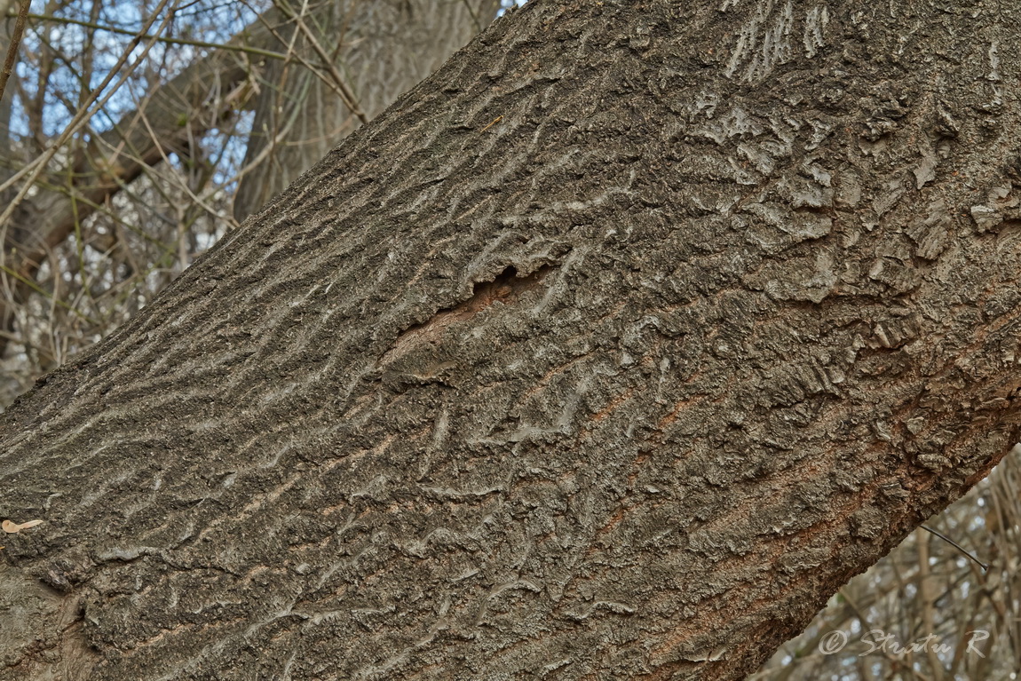 Image of Paulownia tomentosa specimen.