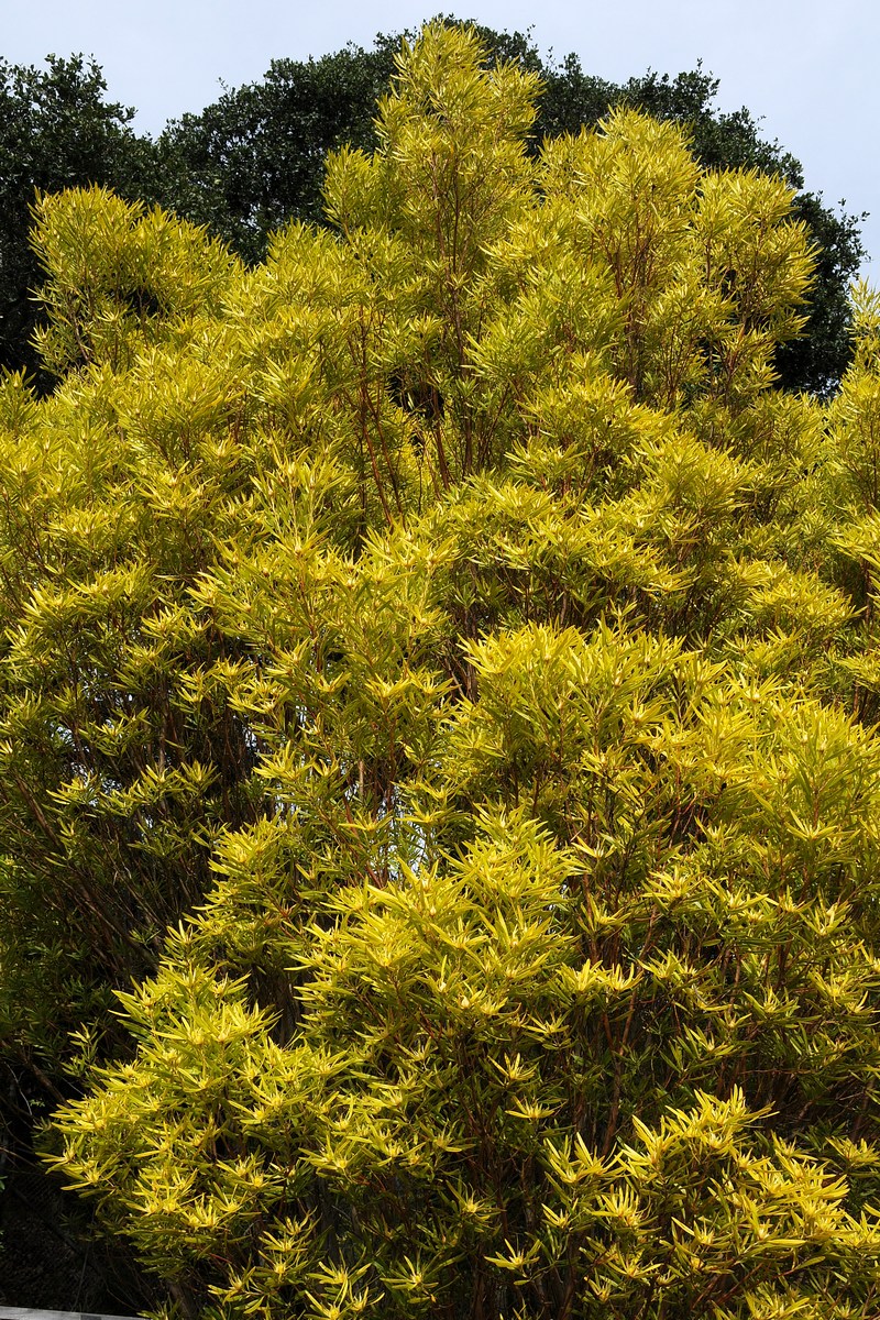 Изображение особи Leucadendron eucalyptifolium.