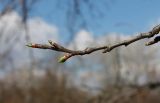 Prunus domestica. Верхушка побега с просыпающимися почками. Краснодарский край, Абинский р-н, ст. Холмская, у забора. 23.03.2017.