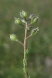 Alyssum minutum