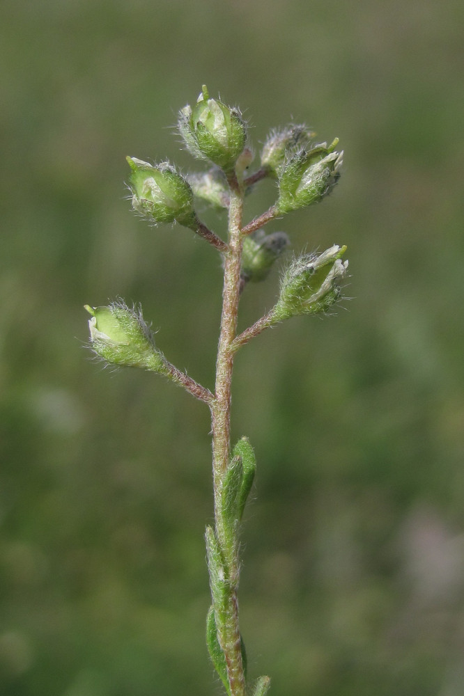 Image of Alyssum minutum specimen.