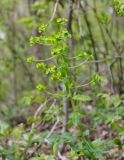 Euphorbia condylocarpa