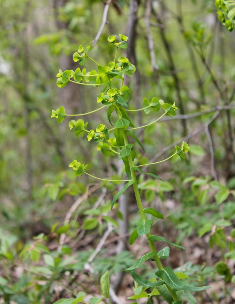 Изображение особи Euphorbia condylocarpa.