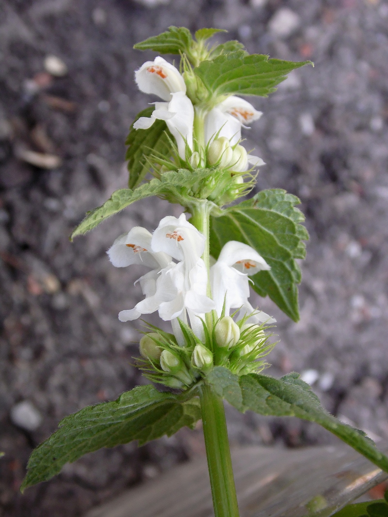 Image of Lamium album specimen.