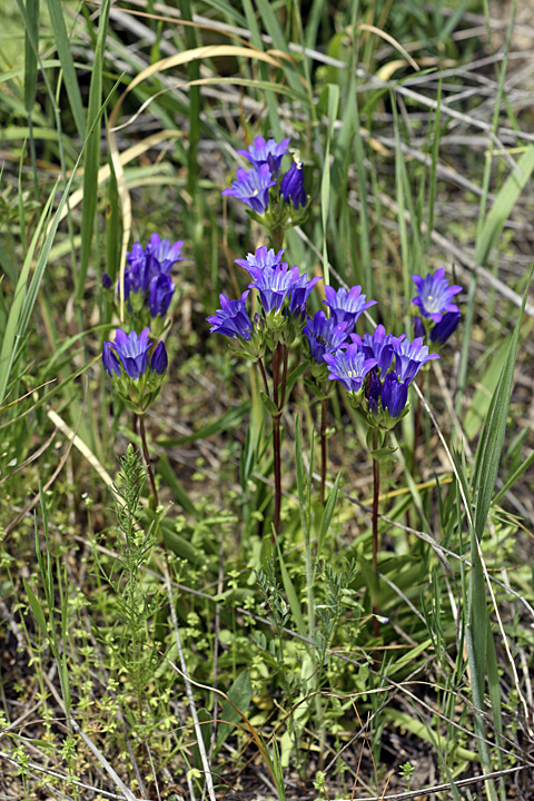 Image of Gentiana olivieri specimen.