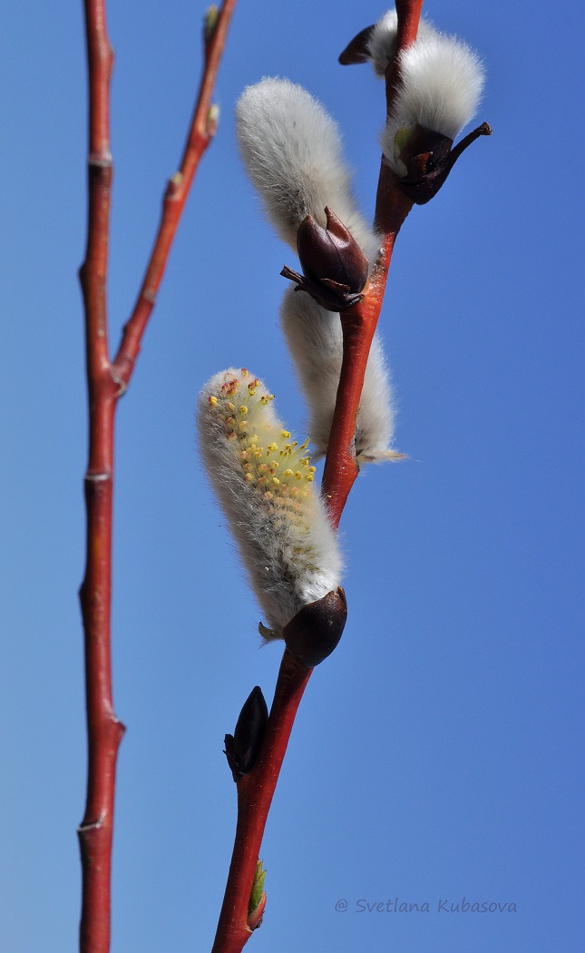 Image of Salix daphnoides specimen.