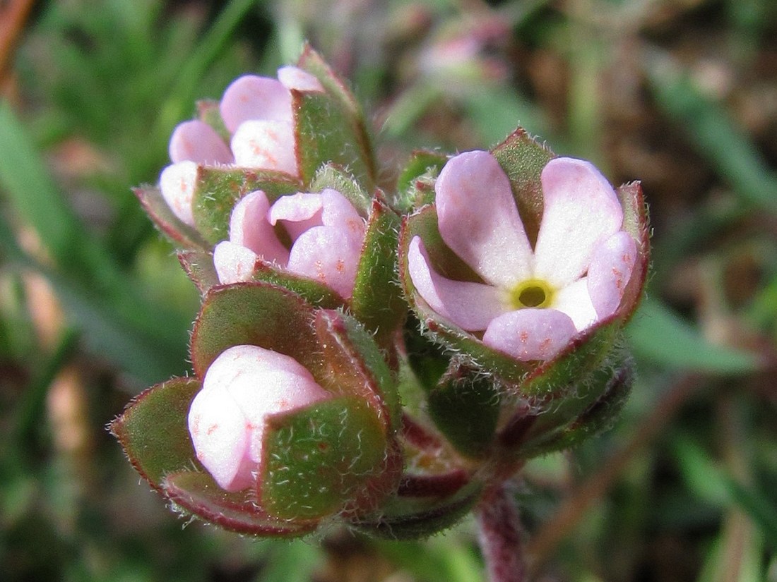 Image of Androsace maxima specimen.