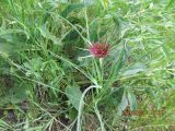 Tragopogon pterocarpus