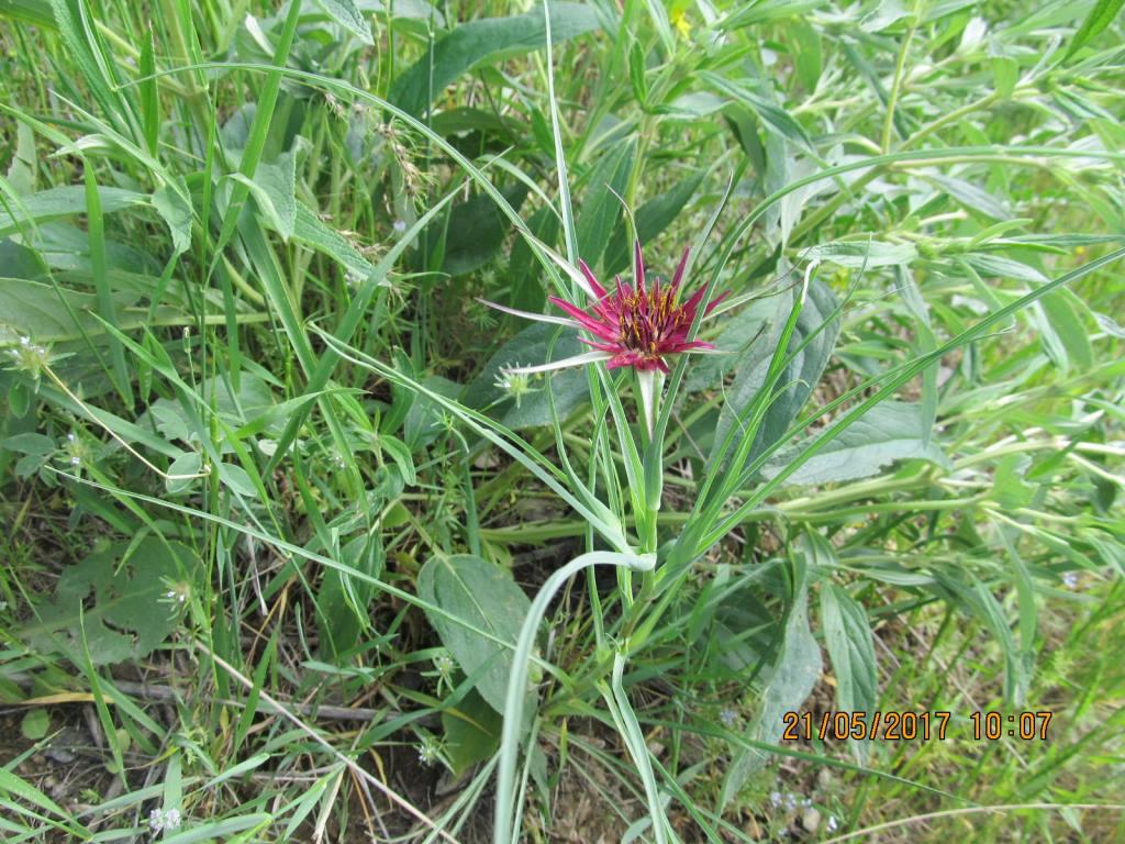 Изображение особи Tragopogon pterocarpus.