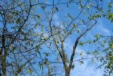 Carpinus betulus