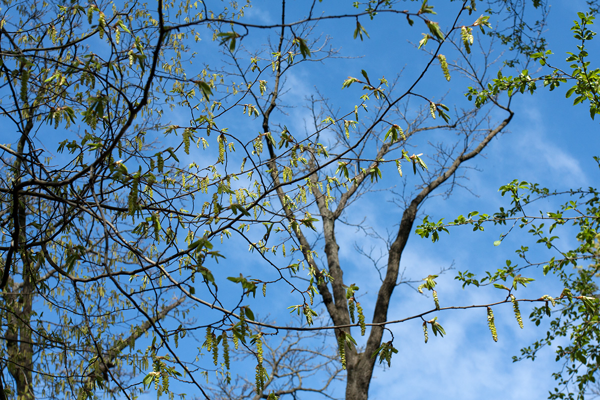 Изображение особи Carpinus betulus.