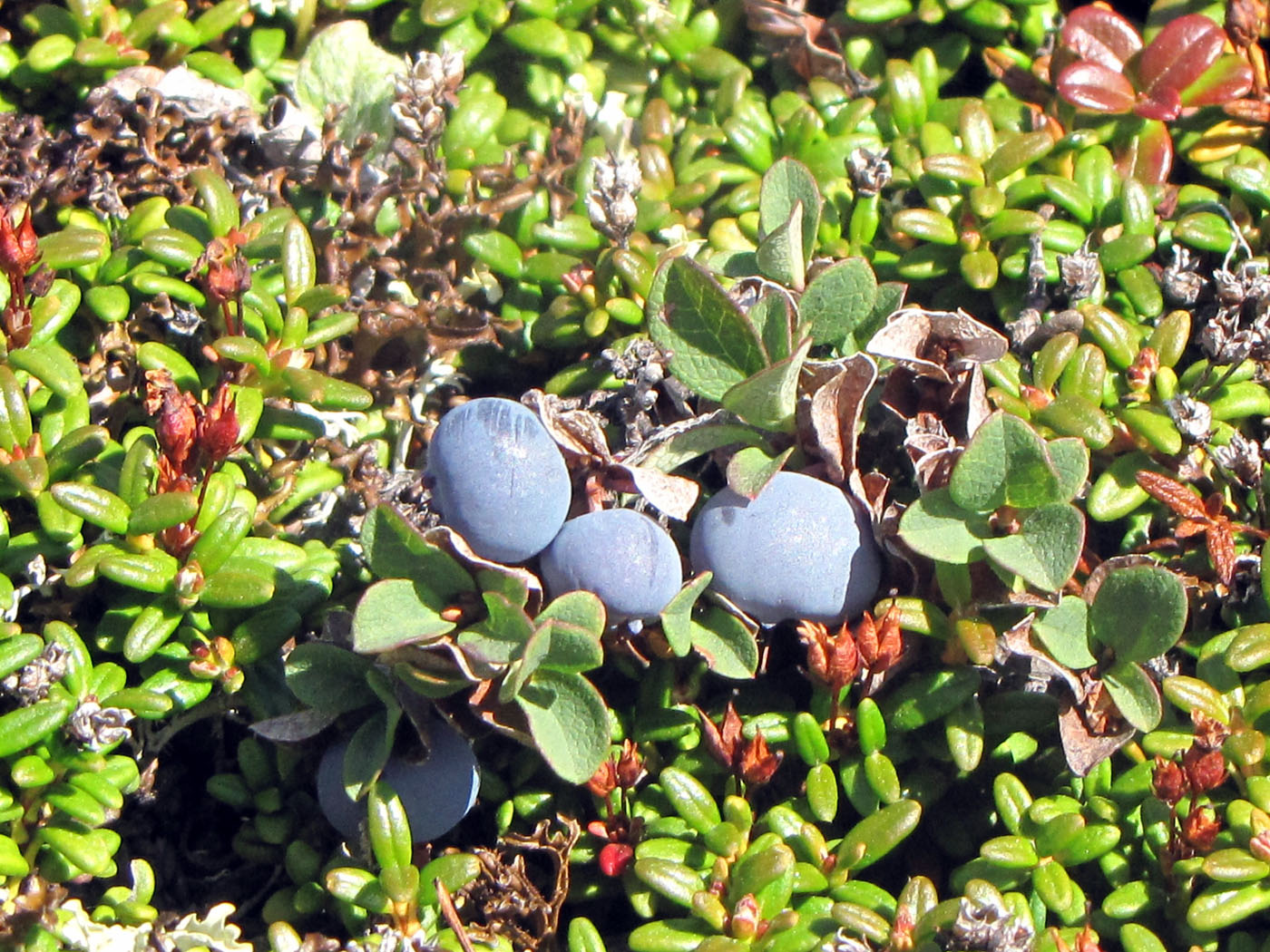 Image of Vaccinium vulcanorum specimen.