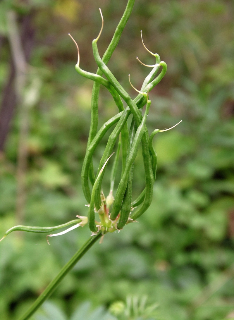 Image of Securigera varia specimen.