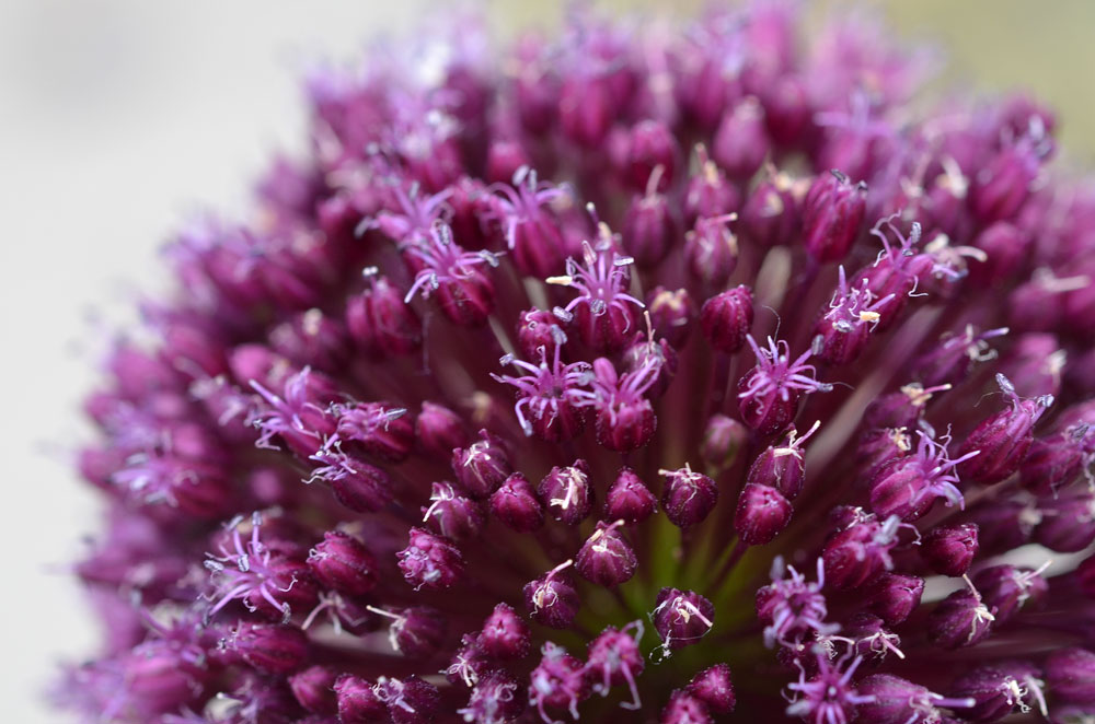 Image of genus Allium specimen.