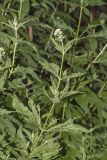 Eupatorium cannabinum