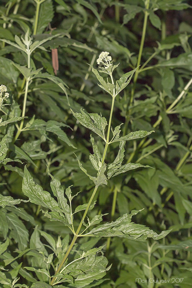Изображение особи Eupatorium cannabinum.