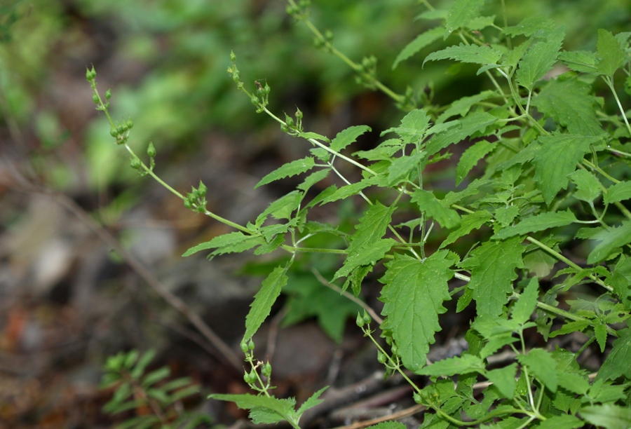 Изображение особи Scrophularia amgunensis.