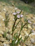 genus Valerianella