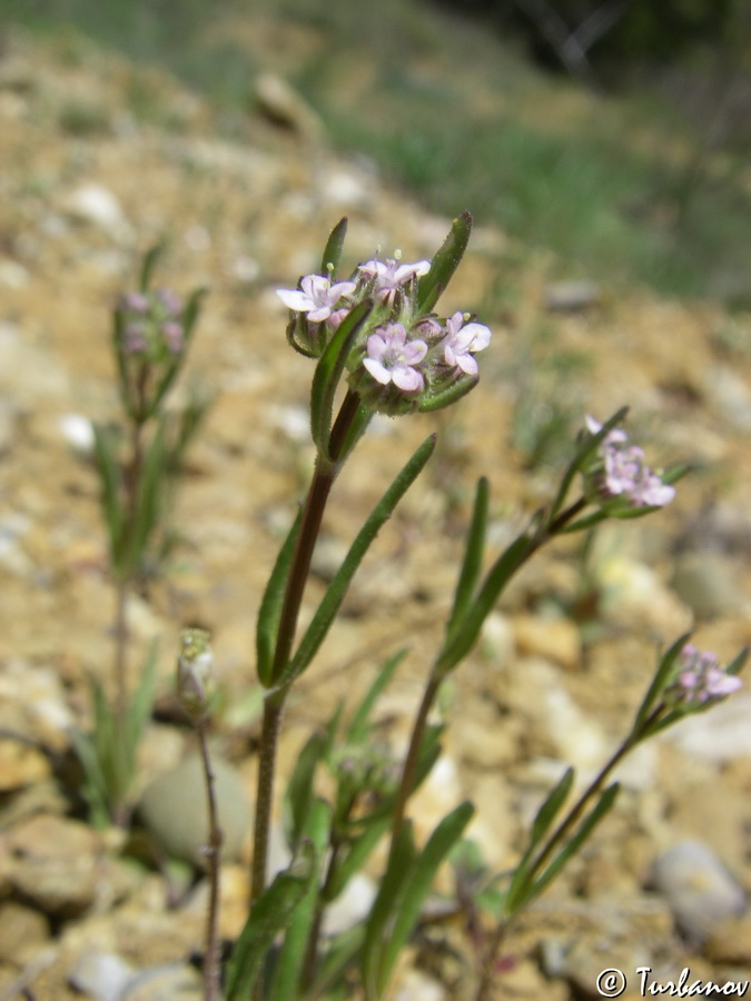 Image of genus Valerianella specimen.