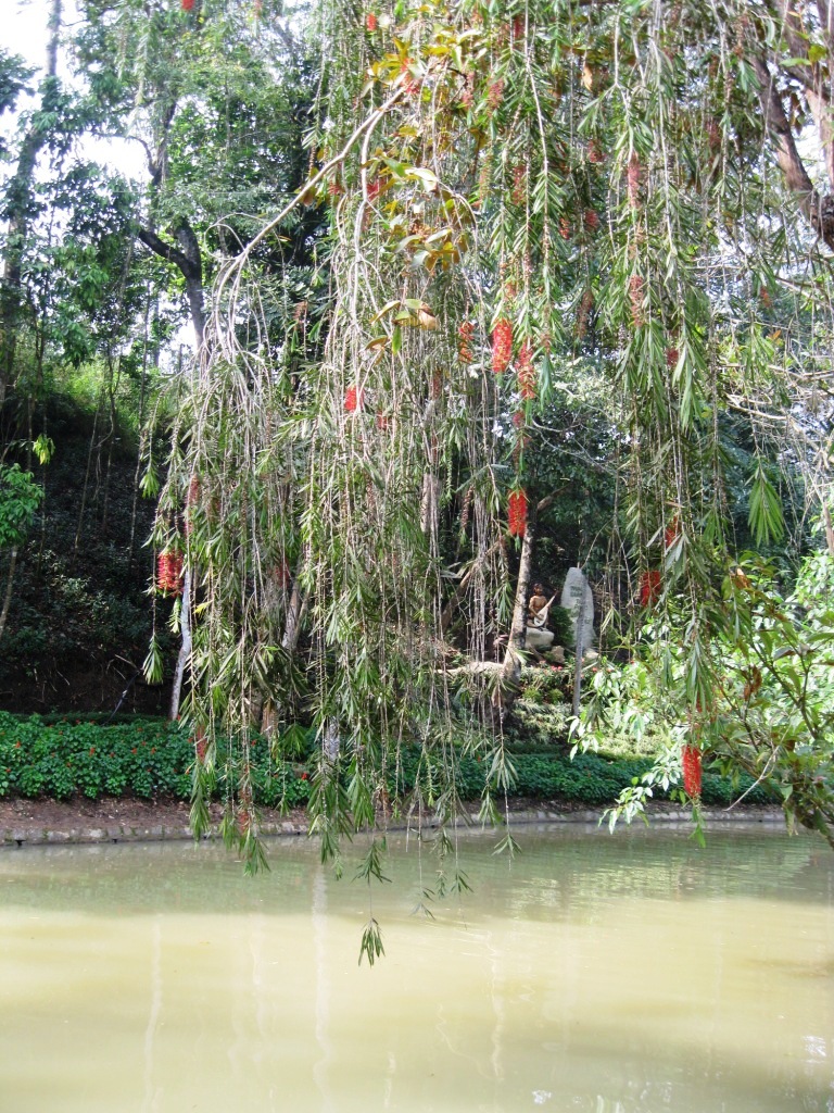 Изображение особи род Callistemon.