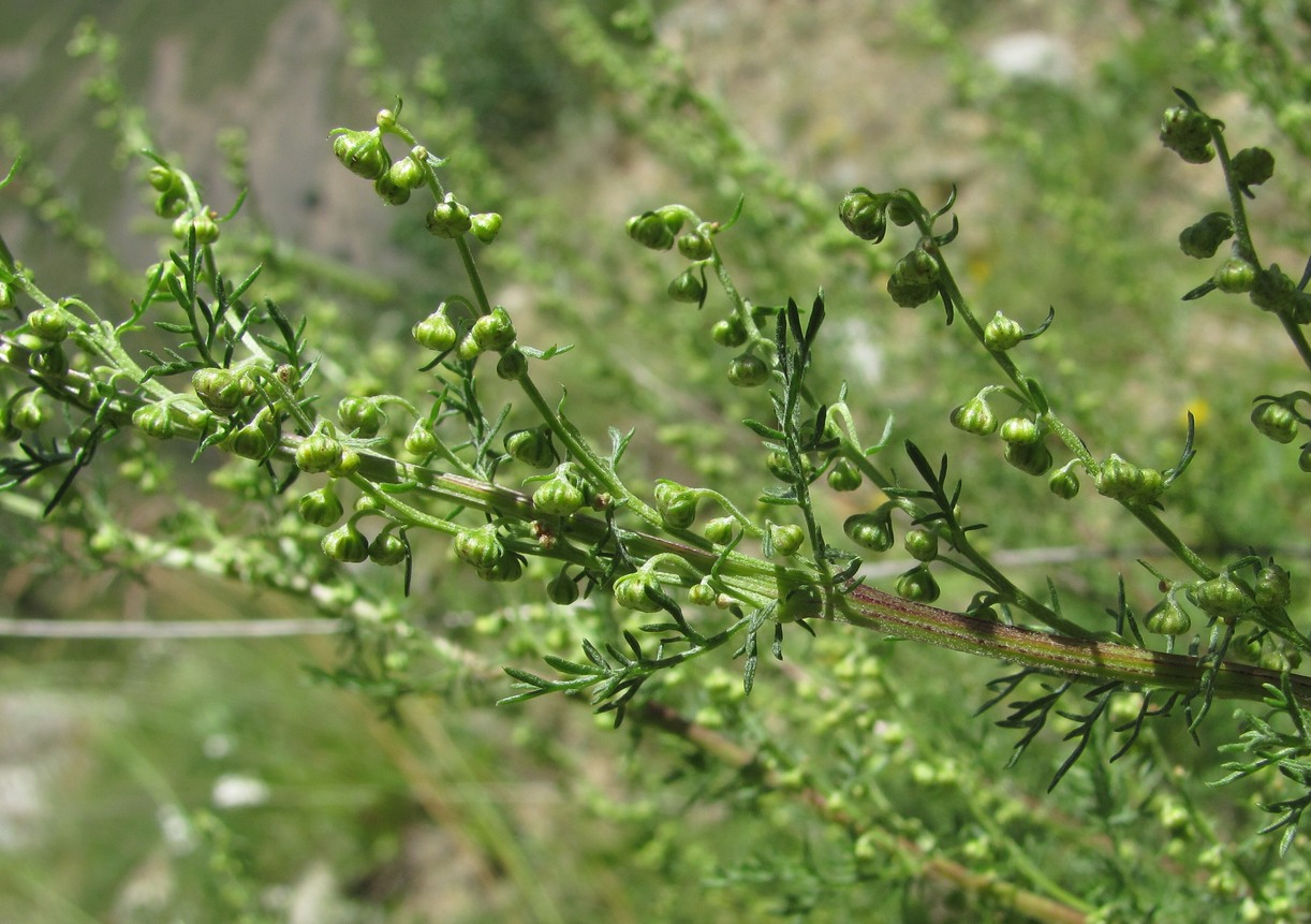 Image of Artemisia chamaemelifolia specimen.