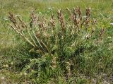 Oxytropis pseudoglandulosa