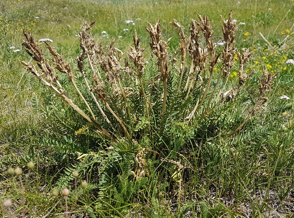 Image of Oxytropis pseudoglandulosa specimen.